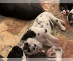 Small Photo #31 Great Dane Puppy For Sale in MARICOPA, AZ, USA