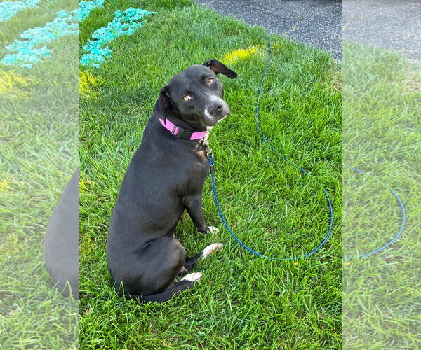 Medium Photo #8 American Pit Bull Terrier-Unknown Mix Puppy For Sale in Germantown, OH, USA