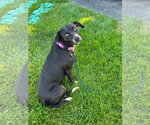 Small #7 American Pit Bull Terrier Mix