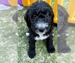 Small #4 Bernedoodle-Labradoodle Mix