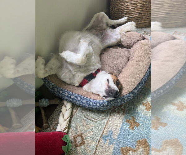Medium Photo #3 Mutt Puppy For Sale in Candler, NC, USA