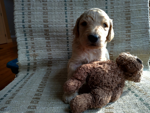 Medium Photo #6 Goldendoodle Puppy For Sale in PELHAM, NH, USA