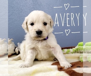 English Cream Golden Retriever-Poodle (Standard) Mix Puppy for sale in CEDAR GAP, MO, USA