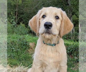 Labradoodle-Poodle (Standard) Mix Puppy for sale in LINDEN, TN, USA