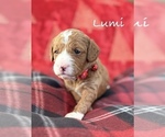 Image preview for Ad Listing. Nickname: LUMI