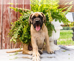 Small Photo #16 Mastiff Puppy For Sale in WAKARUSA, IN, USA