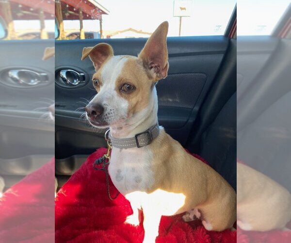 Medium Photo #2 Chihuahua Puppy For Sale in San Antonio, TX, USA