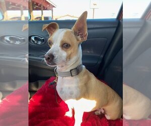 Chihuahua Dogs for adoption in San Antonio, TX, USA