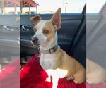 Small #1 Chihuahua