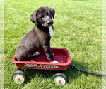 Small #5 Australian Shepherd Mix