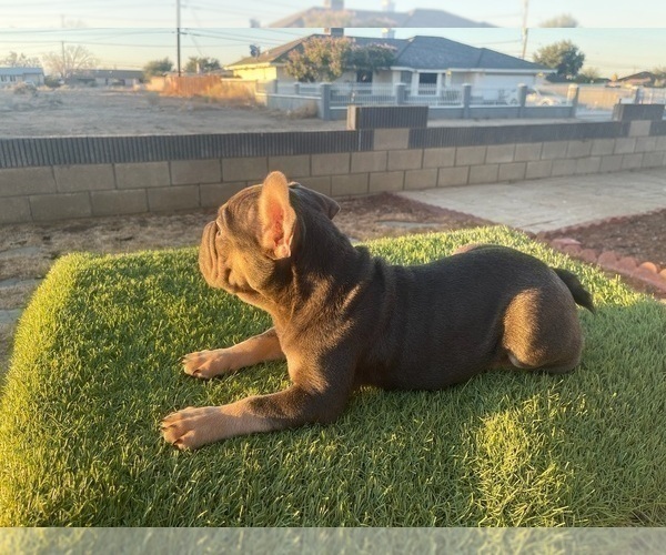 Medium Photo #38 French Bulldog Puppy For Sale in TALLAHASSEE, FL, USA