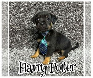 Chiweenie Dogs for adoption in Grafton, WI, USA
