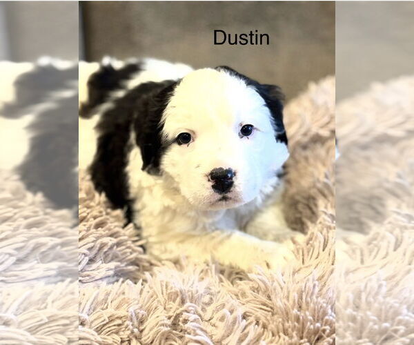 Medium Photo #3 Great Pyrenees-Unknown Mix Puppy For Sale in Rockaway, NJ, USA