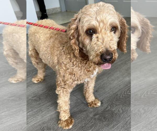 Medium Photo #2 Cavapoo (Miniature) Puppy For Sale in Westminster, MD, USA