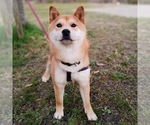 Small Photo #1 Shiba Inu Puppy For Sale in FREMONT, CA, USA