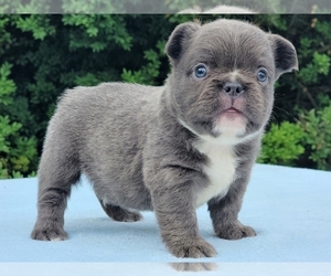 French Bulldog Puppy for sale in BOSTON, MA, USA