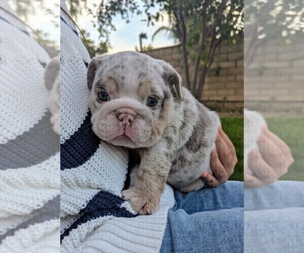 Medium Photo #5 English Bulldog Puppy For Sale in RIVERSIDE, CA, USA