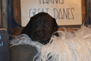 Great Dane Puppy for sale in CEDAR HILL, TN, USA