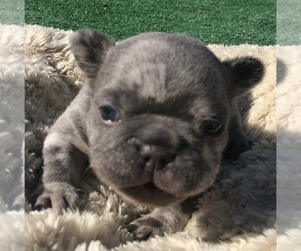 Medium Photo #48 French Bulldog Puppy For Sale in PLACERVILLE, CA, USA