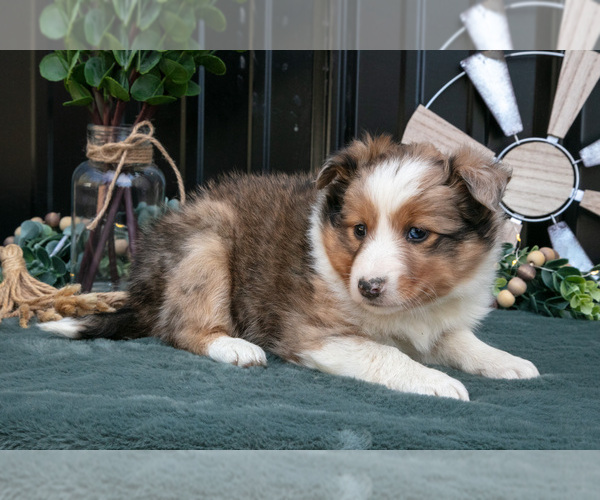 Medium Photo #10 Shel-Aussie Puppy For Sale in HILLSBORO, OH, USA
