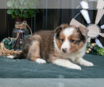 Small #2 Shel-Aussie