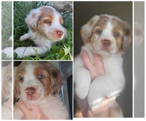 Cotralian Puppy for Sale in DECATUR, Illinois USA