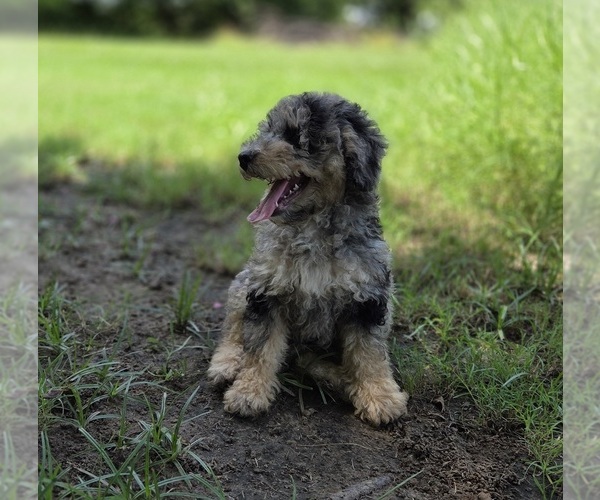Medium Photo #6 Aussiedoodle Puppy For Sale in WILLS POINT, TX, USA