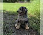 Small #5 Aussiedoodle