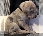 Small #3 Great Dane