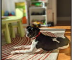 Small Photo #3 Bulldog-Labrador Retriever Mix Puppy For Sale in Yardley, PA, USA