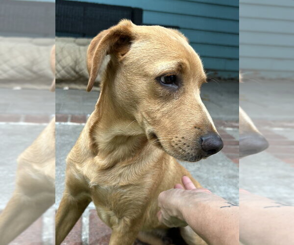 Medium Photo #2 Labrador Retriever Puppy For Sale in San Diego , CA, USA