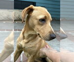 Small #1 Labrador Retriever