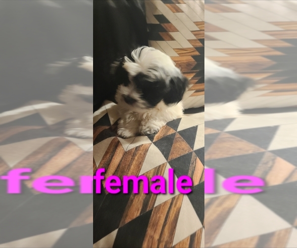 Medium Photo #1 Shih Tzu Puppy For Sale in GALLATIN, TN, USA