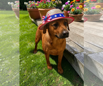 Small #7 Black Mouth Cur Mix
