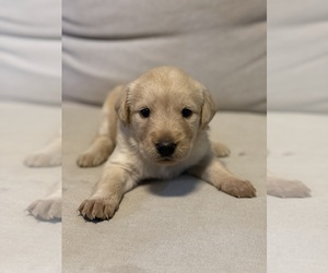 Double Doodle Puppy for sale in COLUMBIA, TN, USA
