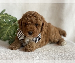 Poodle (Miniature) Puppy for sale in EAST EARL, PA, USA