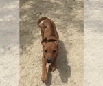 Small Photo #3 Rhodesian Ridgeback Puppy For Sale in MORONGO VALLEY, CA, USA