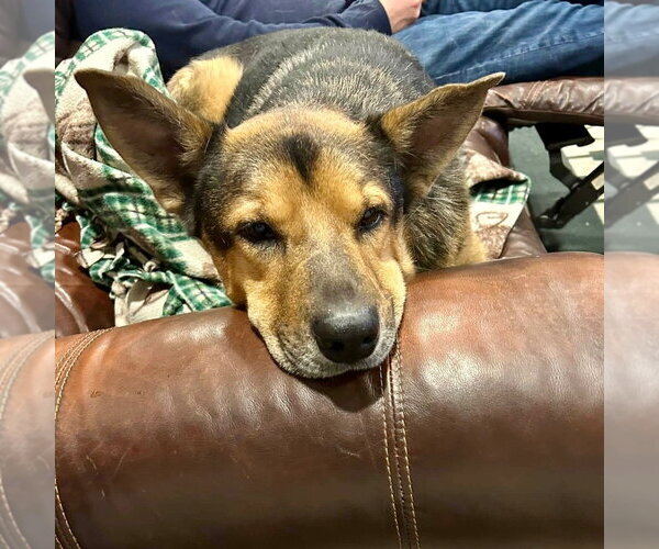Medium Photo #14 German Shepherd Dog-Unknown Mix Puppy For Sale in Canton, CT, USA