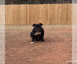 American Bully Puppy for sale in FAIRBURN, GA, USA
