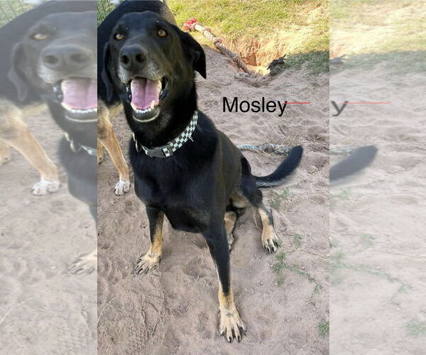 Medium Photo #3 German Shepherd Dog-Unknown Mix Puppy For Sale in Farmerville, LA, USA