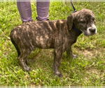 Small #1 Labrador Retriever Mix