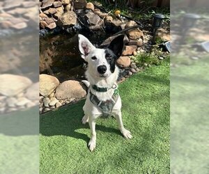 Border Collie-Unknown Mix Dogs for adoption in Davis, CA, USA