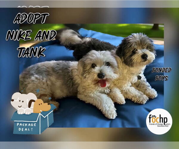 Medium Photo #2 Maltese Puppy For Sale in Menifee, CA, USA