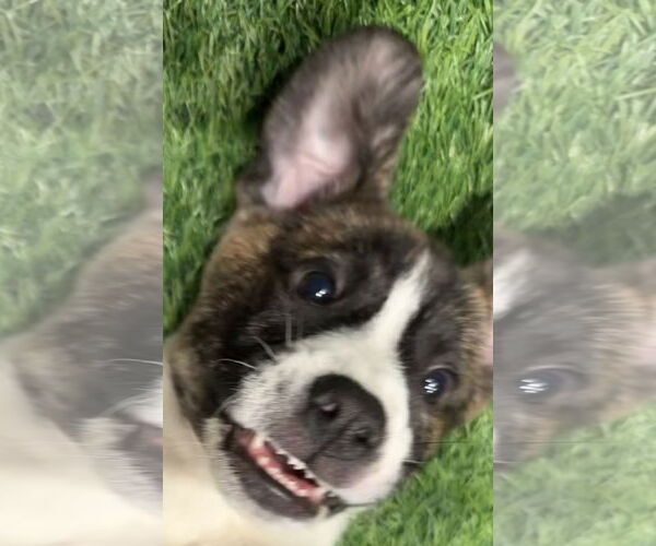 Medium Photo #5 Mutt Puppy For Sale in Sanford, FL, USA