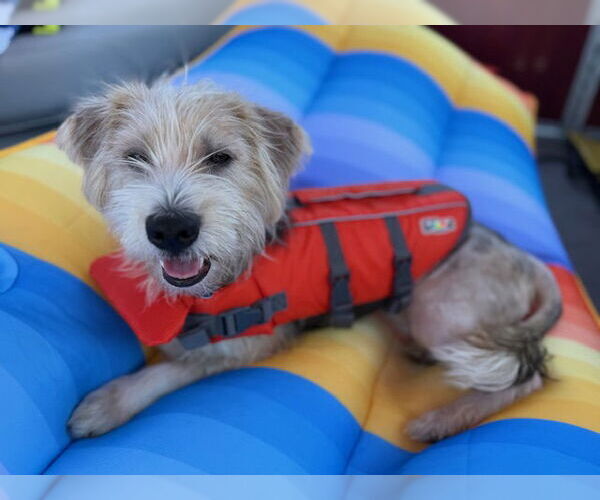 Medium Photo #3 Mutt Puppy For Sale in Plainfield, IL, USA