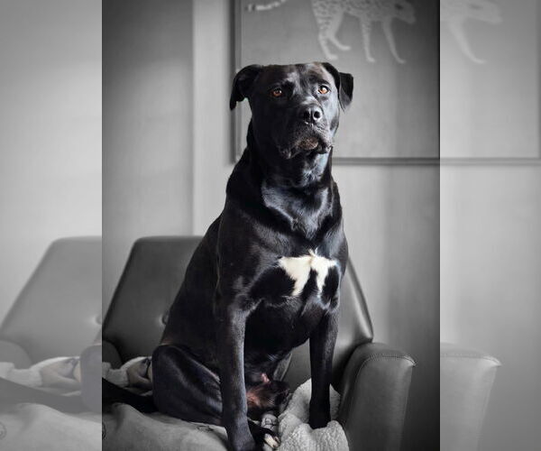 Medium Photo #2 Mutt Puppy For Sale in Myrtle Beach, SC, USA