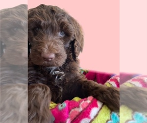 Labradoodle Puppy for sale in FANCY GAP, VA, USA