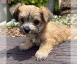 Small #1 Morkie