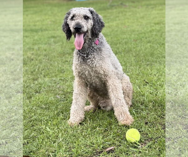 Medium Photo #5 Poodle (Standard) Puppy For Sale in Valrico, FL, USA