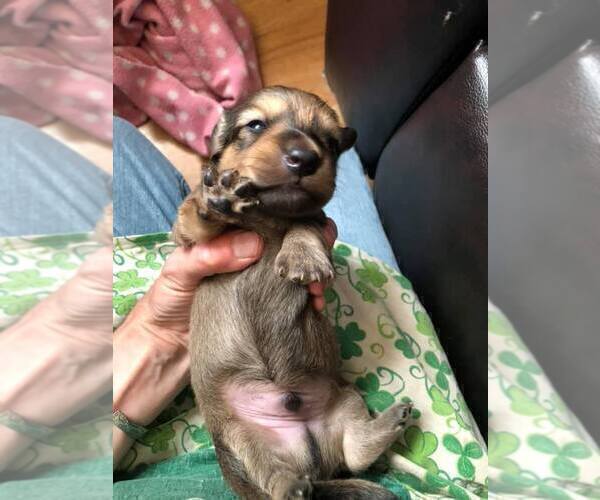 Medium Photo #18 Dachshund Puppy For Sale in LAKEBAY, WA, USA